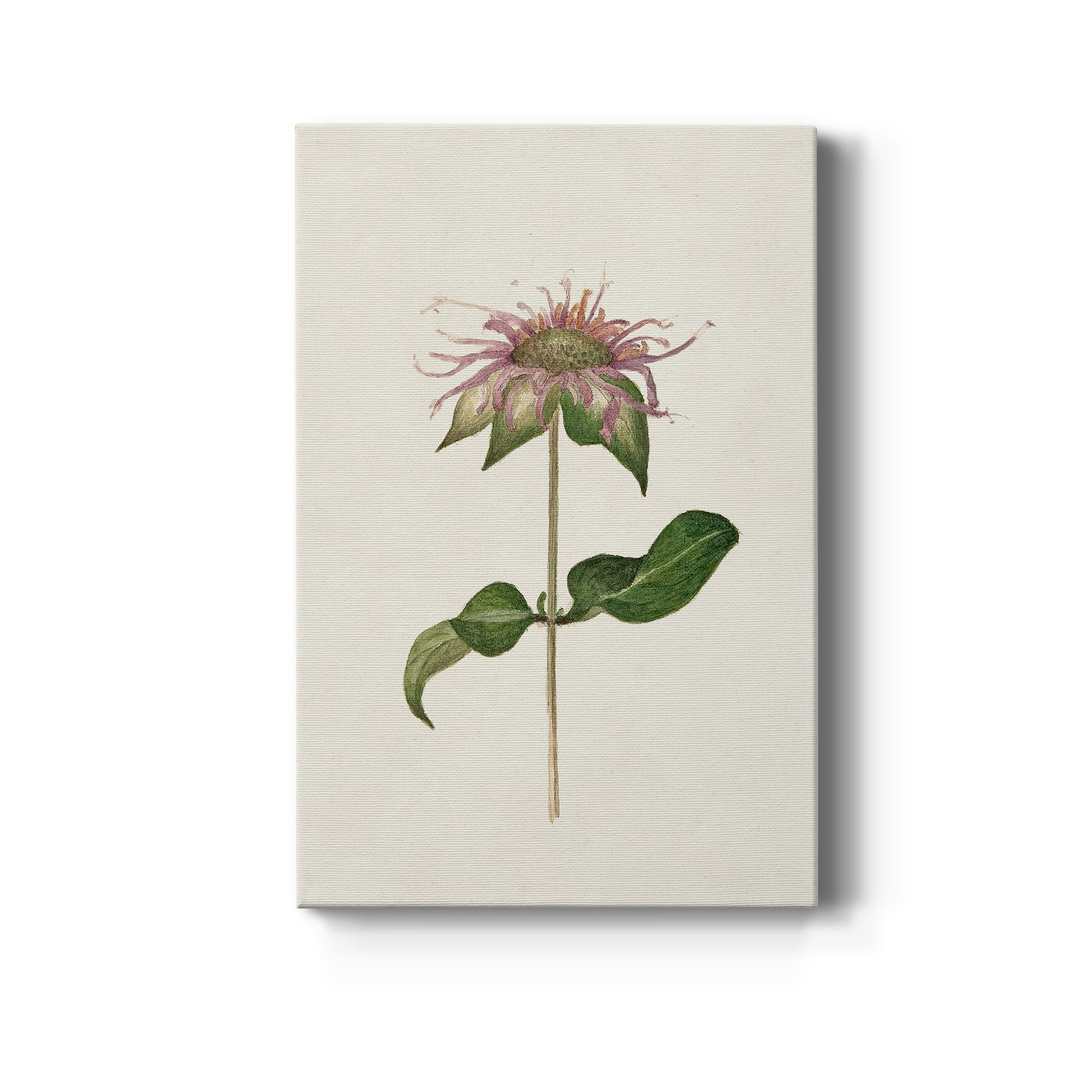 Mauve Garden Flowers V Premium Gallery Wrapped Canvas - Ready to Hang