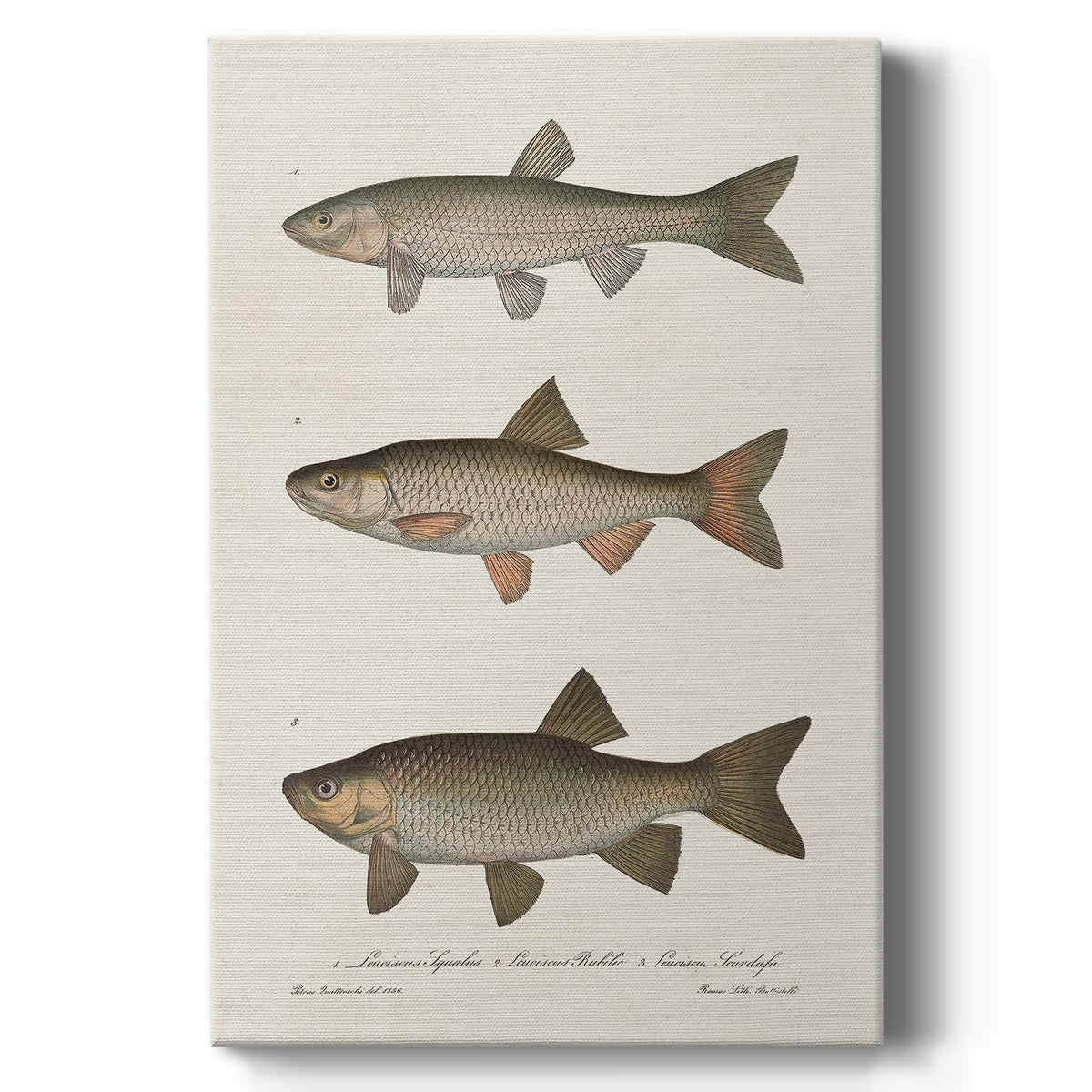 Species of Antique Fish IV - Canvas Art Print