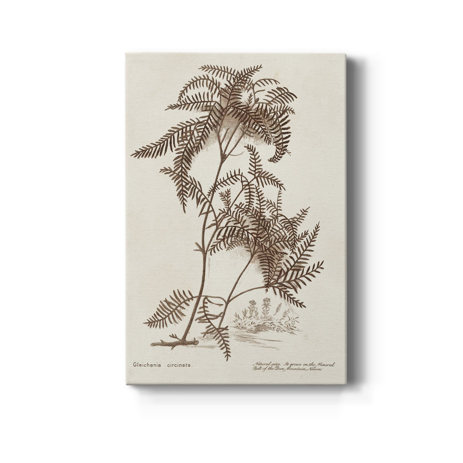 Sepia Fern Varieties III - Canvas Art Print