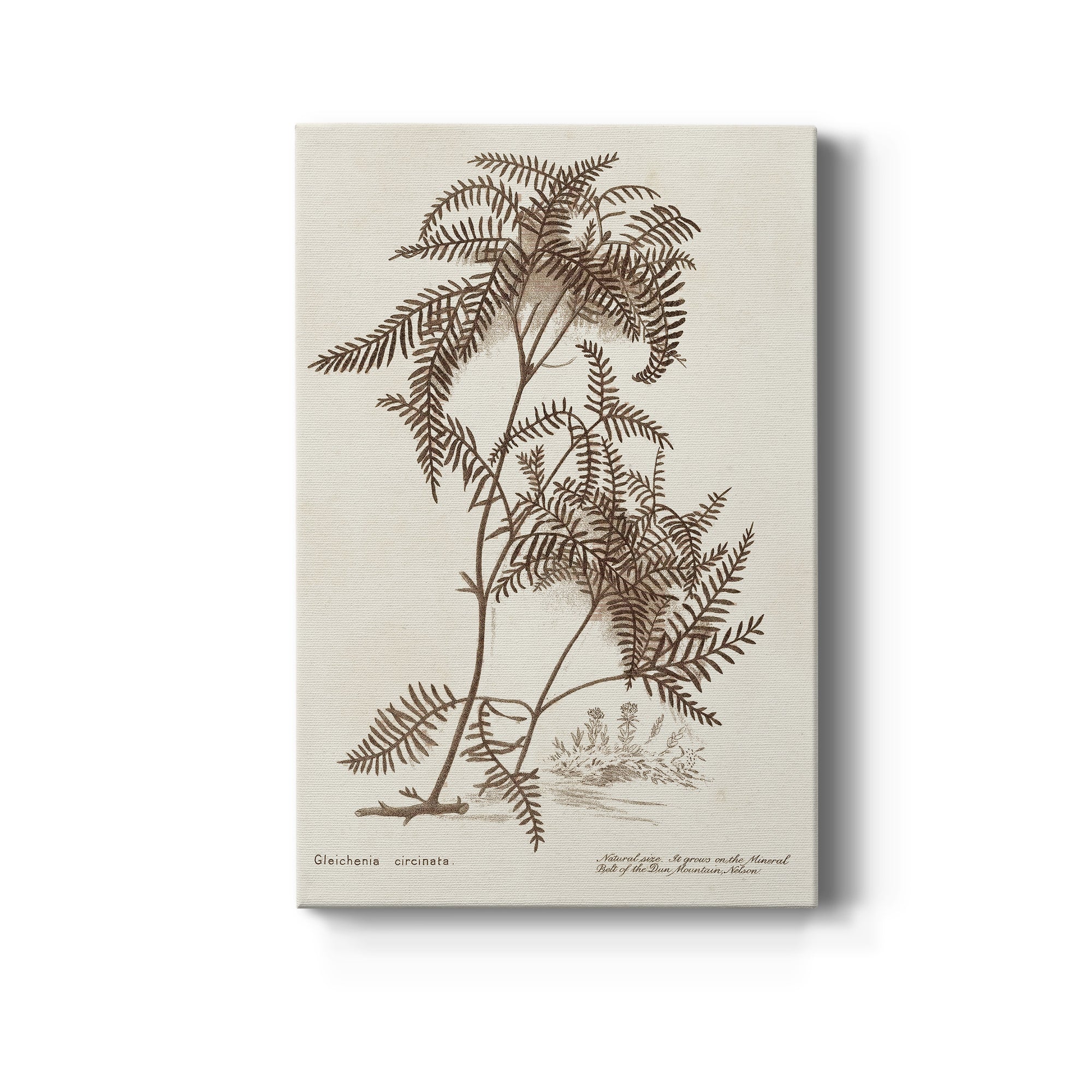 Sepia Fern Varieties III Premium Gallery Wrapped Canvas - Ready to Hang