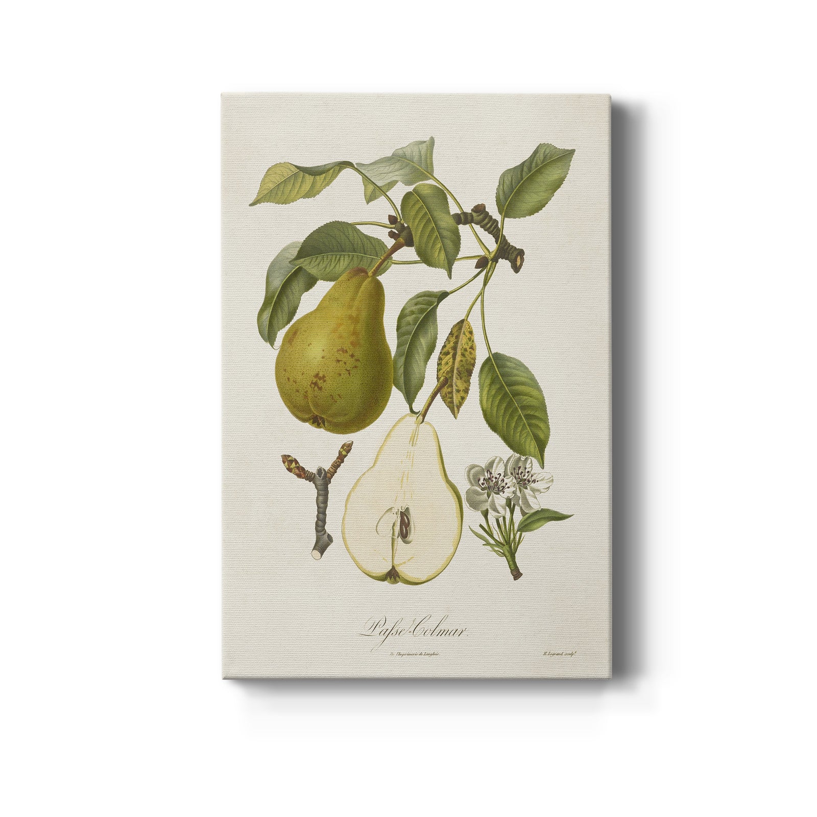 Vintage Pears II - Canvas Art Print