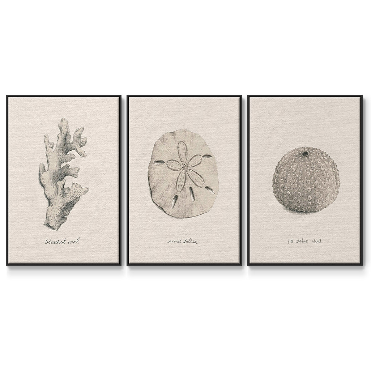 Shore Treasure Study I - Framed Premium Gallery Wrapped Canvas L Frame 3 Piece Set - Ready to Hang