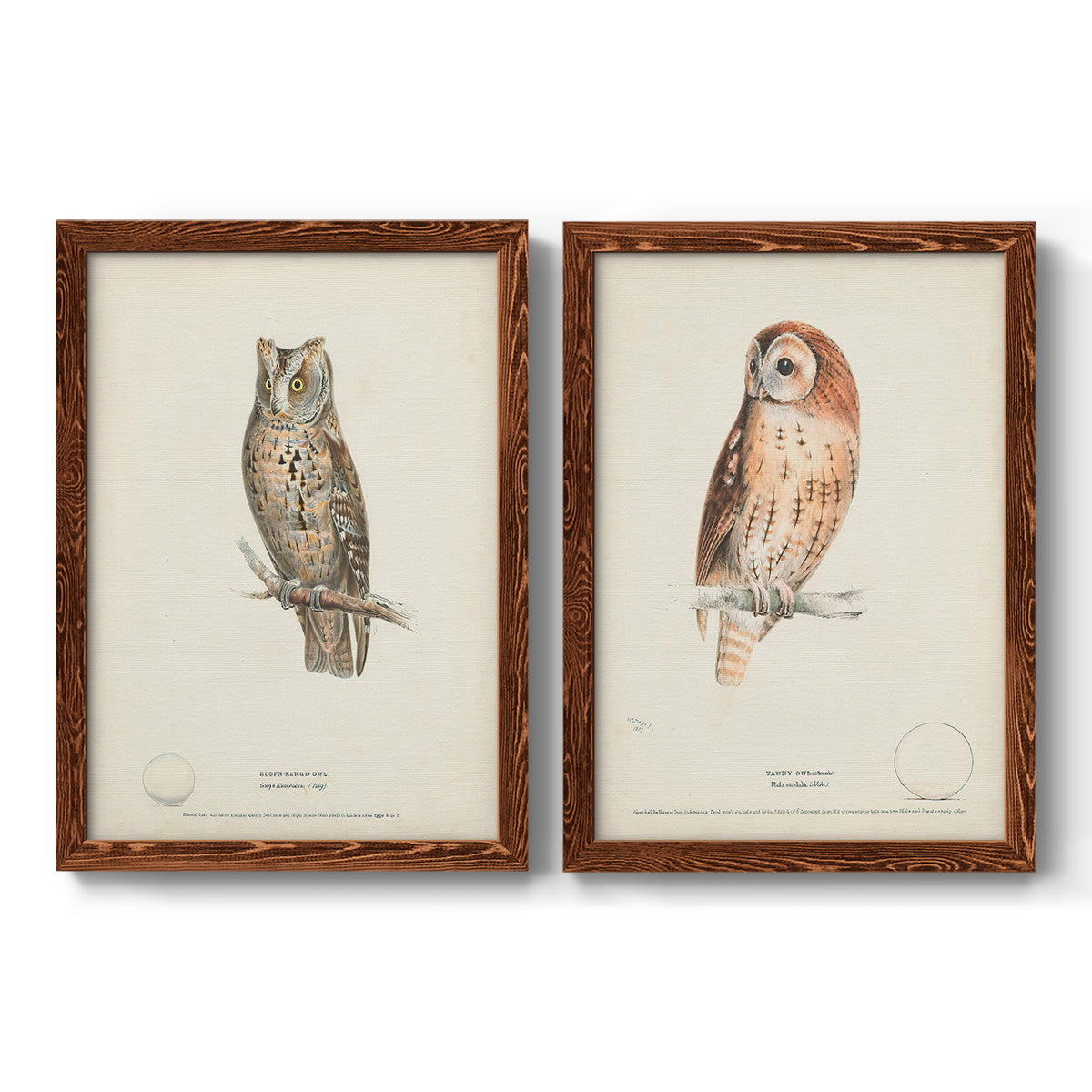 Scops- Eared Owl - Premium Framed Canvas 2 Piece Set - Ready to Hang