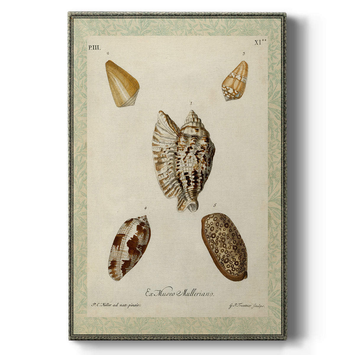 Bookplate Shells II - Canvas Art Print