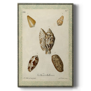 Bookplate Shells II Premium Gallery Wrapped Canvas - Ready to Hang
