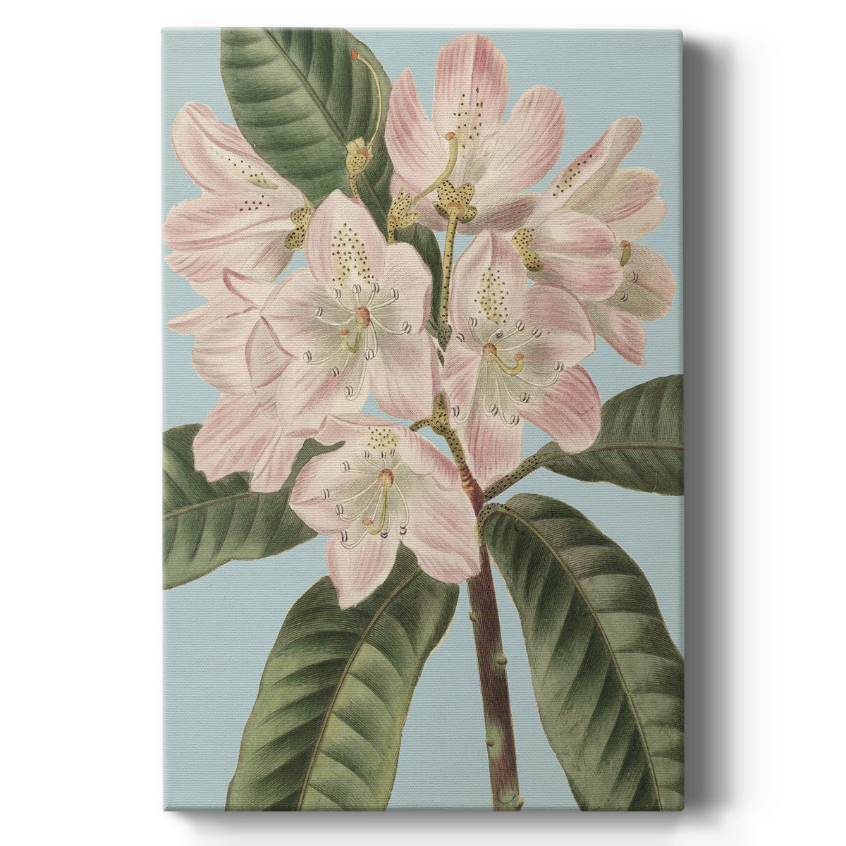 Fresh Florals II - Canvas Art Print