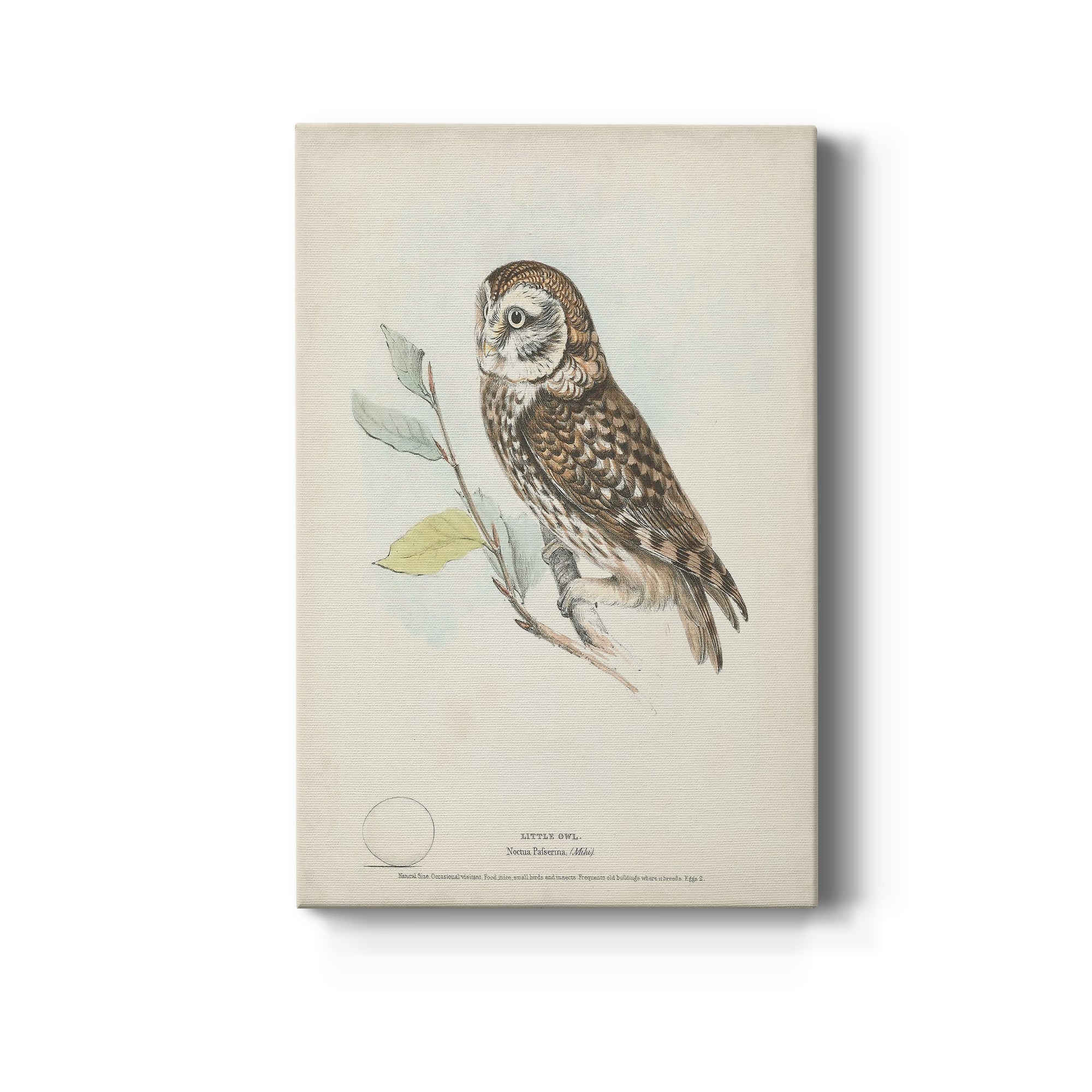 Little Owl Premium Gallery Wrapped Canvas - Ready to Hang