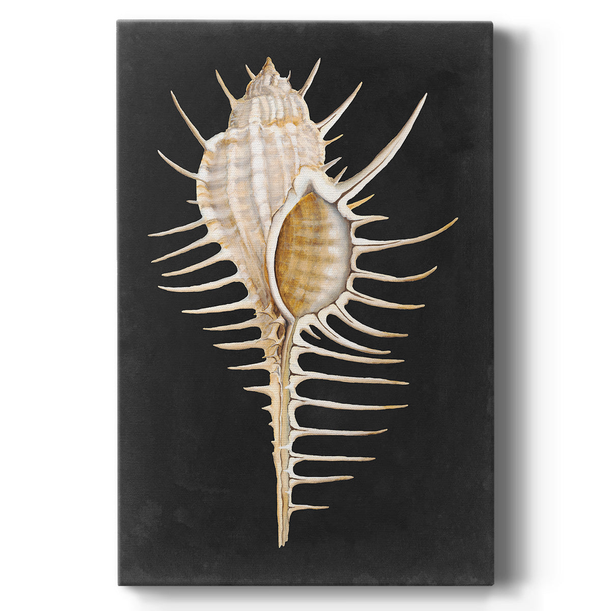 Graphic Spiny Murex - Canvas Art Print