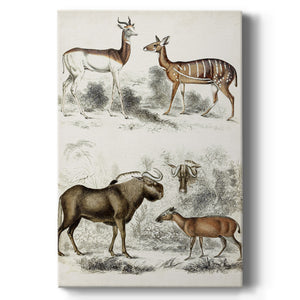 Journal of Natural History VI - Canvas Art Print