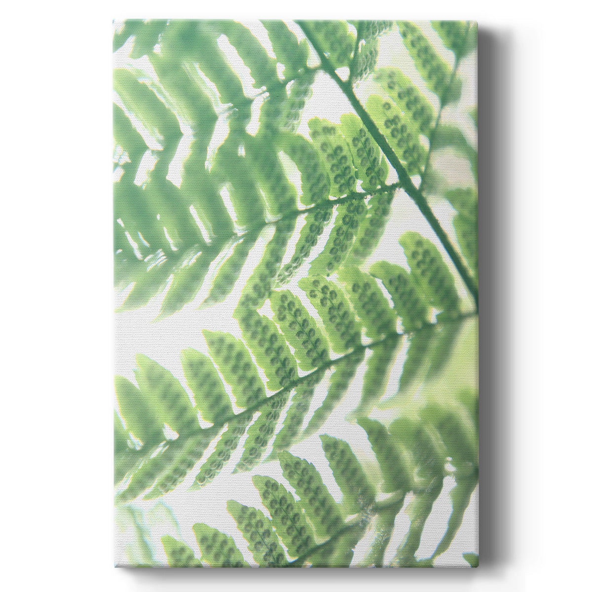 UA Fern Glow III - Canvas Art Print