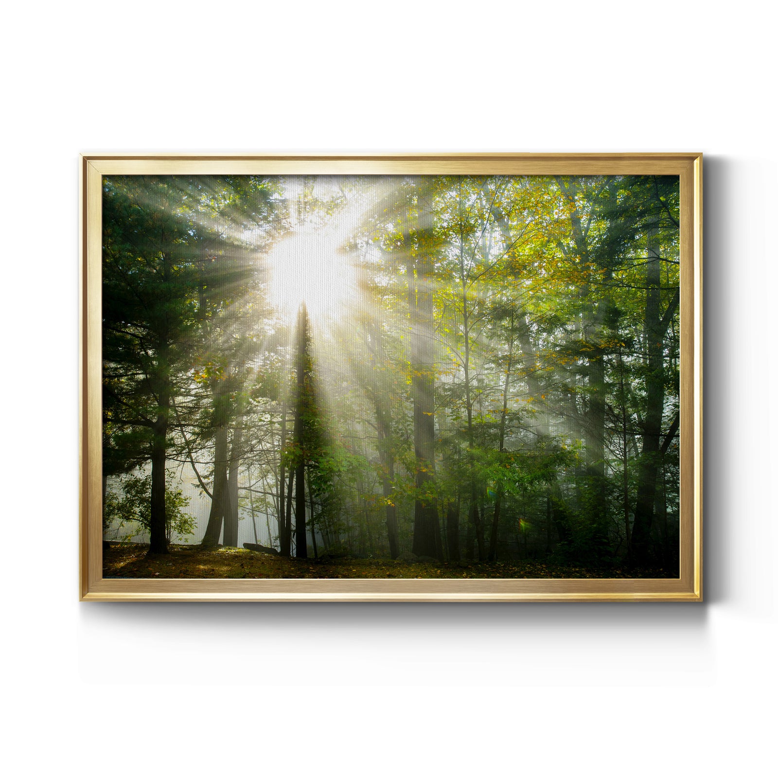 Light and Trees II - Modern Framed Canvas Print