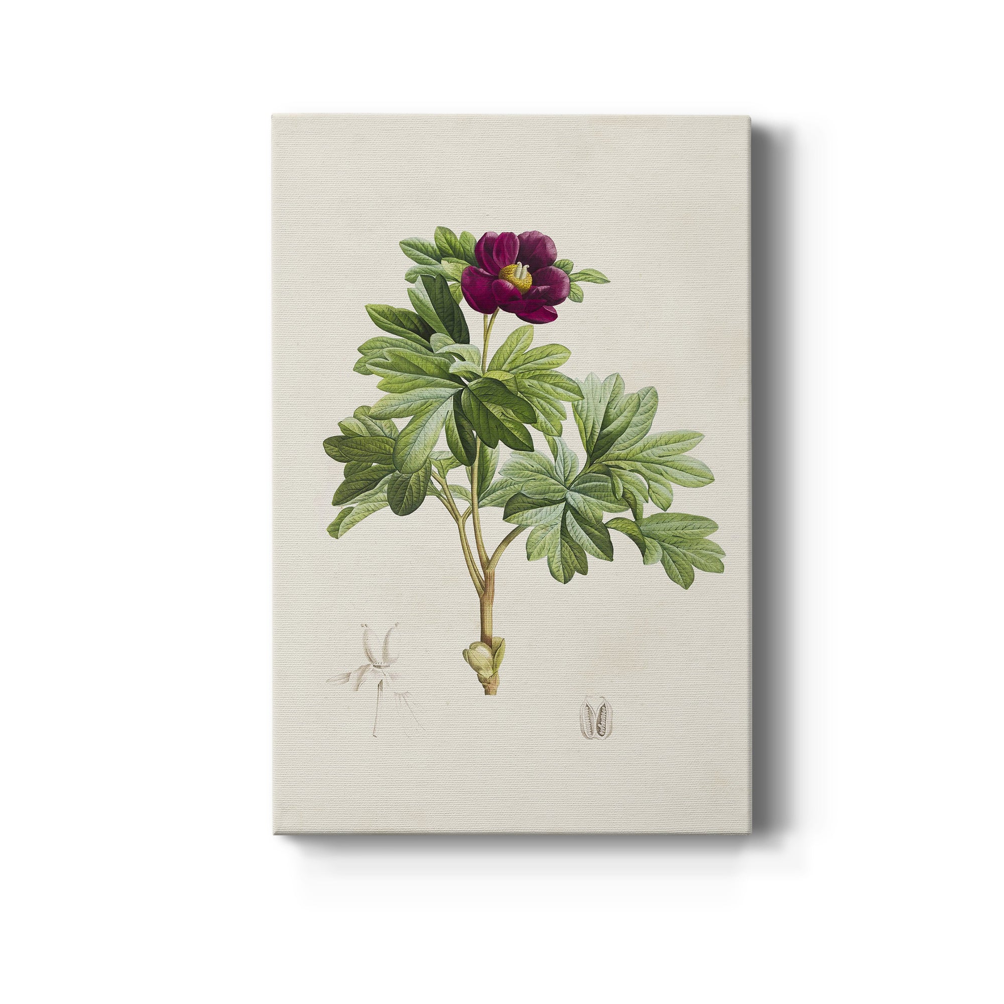 Pretty Pink Botanicals III Premium Gallery Wrapped Canvas - Ready to Hang