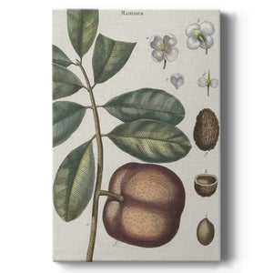 Exotic Botanique IV - Canvas Art Print