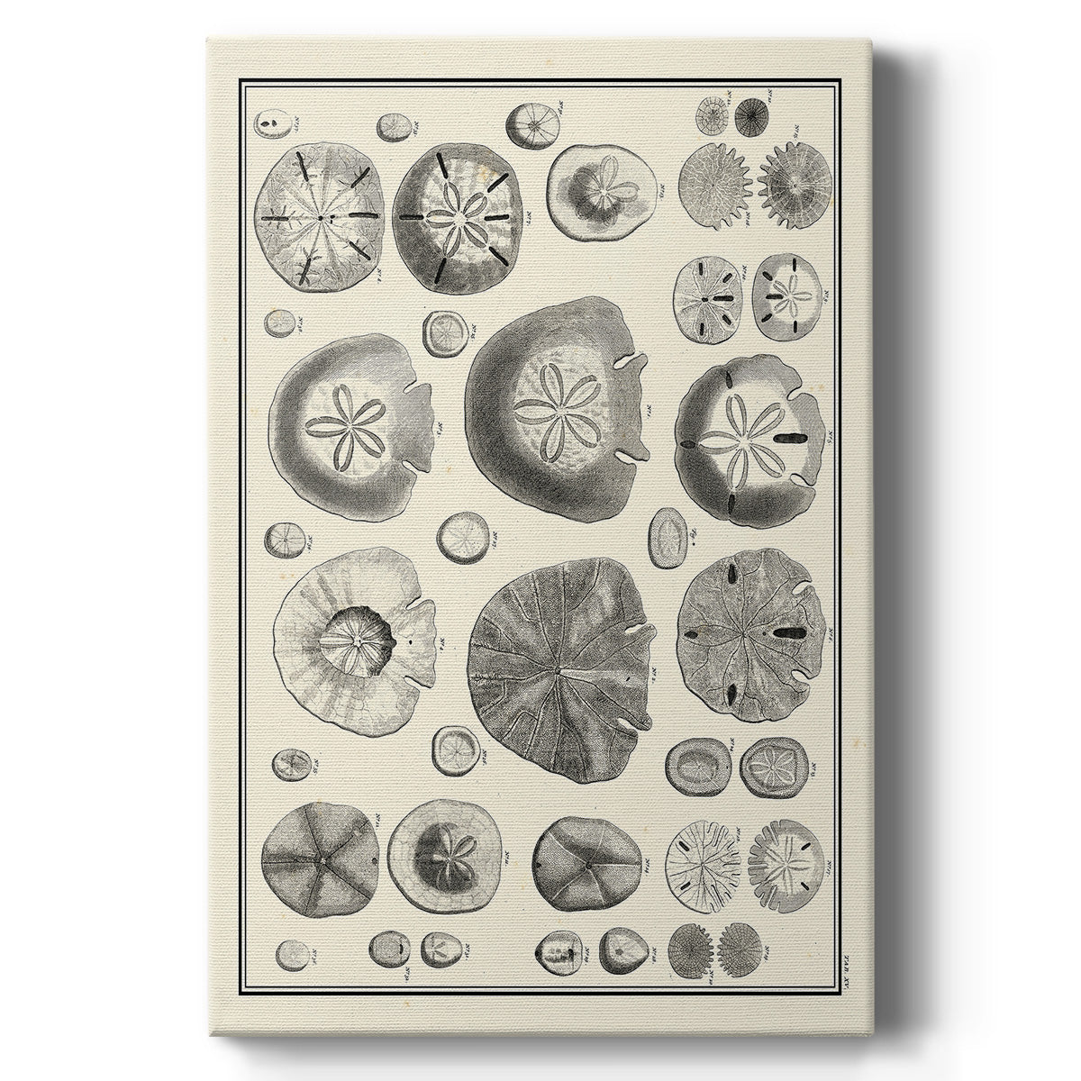 Aegean Collection II - Canvas Art Print