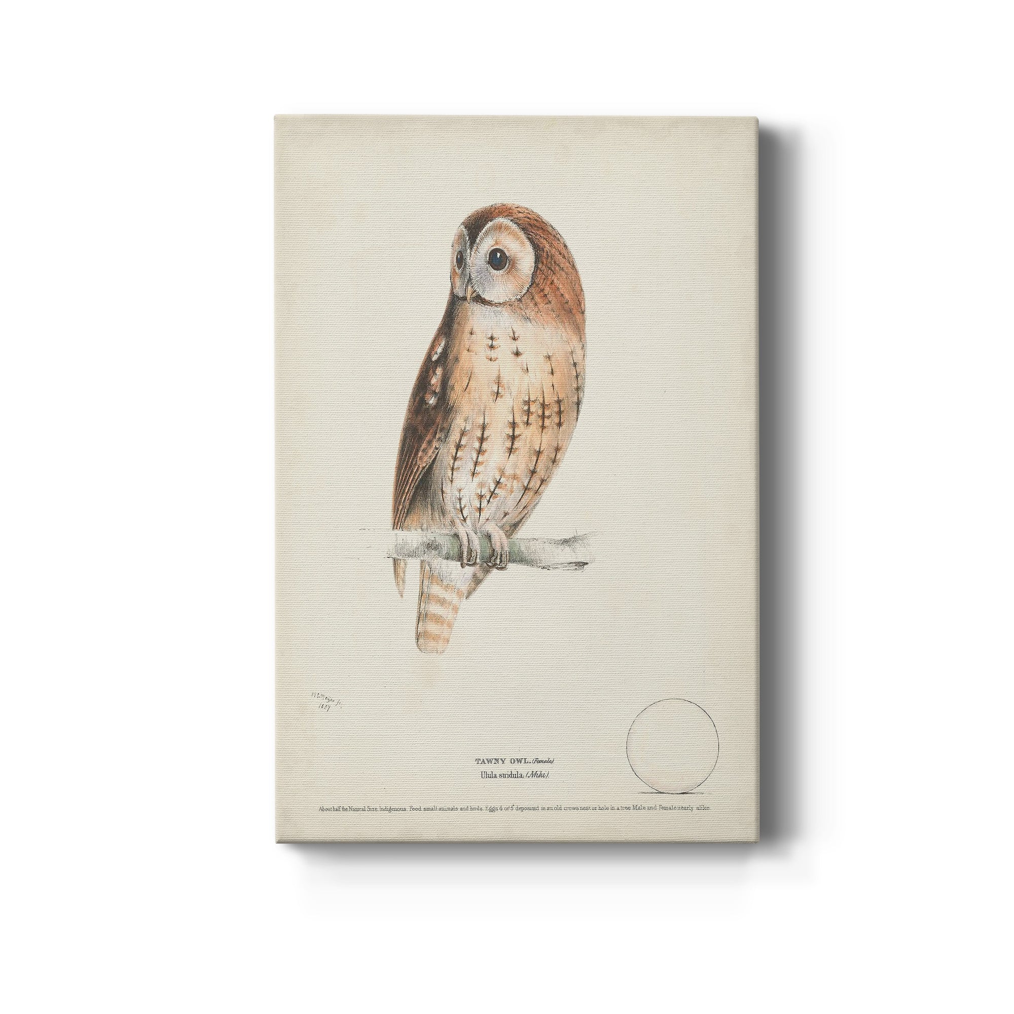 Tawny Owl Premium Gallery Wrapped Canvas - Ready to Hang