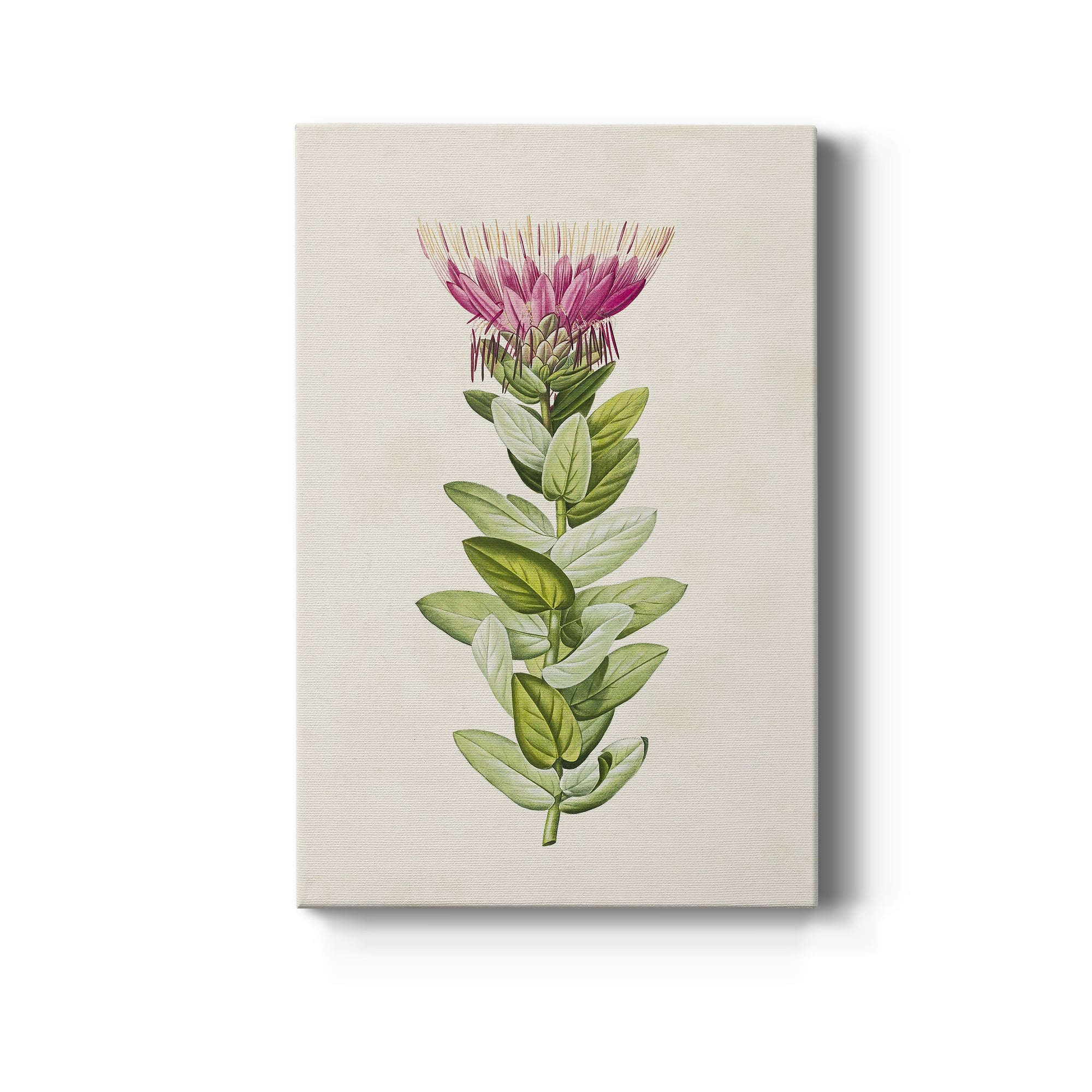 Pretty Pink Botanicals IV Premium Gallery Wrapped Canvas - Ready to Hang