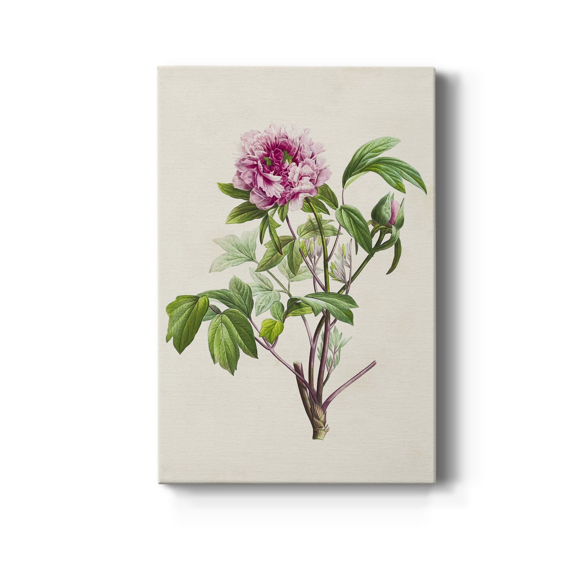 Pretty Pink Botanicals V Premium Gallery Wrapped Canvas - Ready to Hang