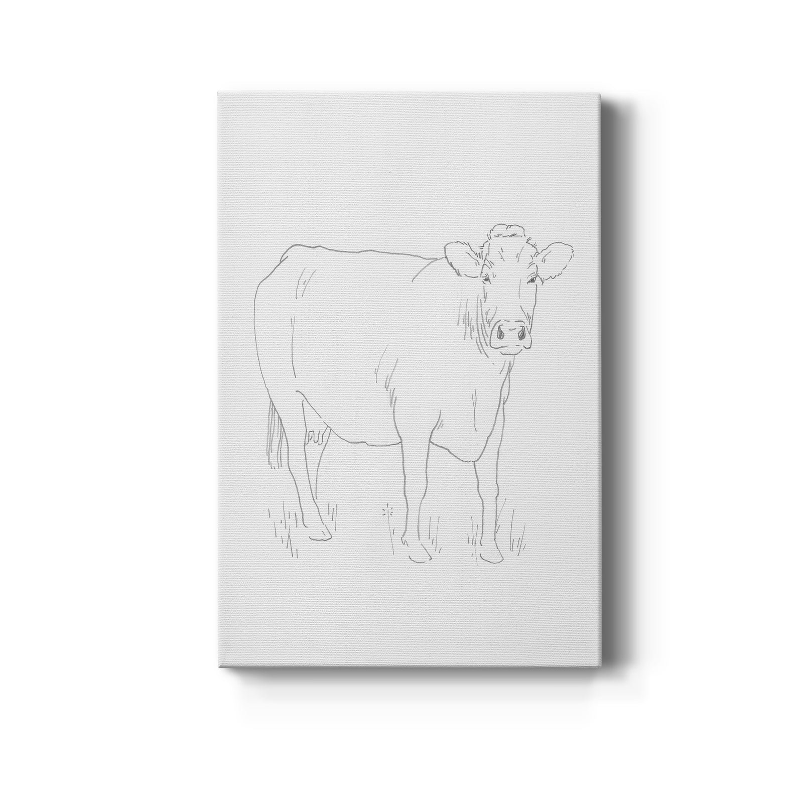 Limousin Cattle III  - Canvas Art Print