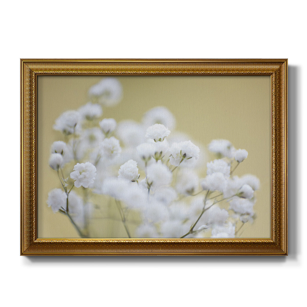 Baby's Breath Study III - Ornate Framed Canvas Print