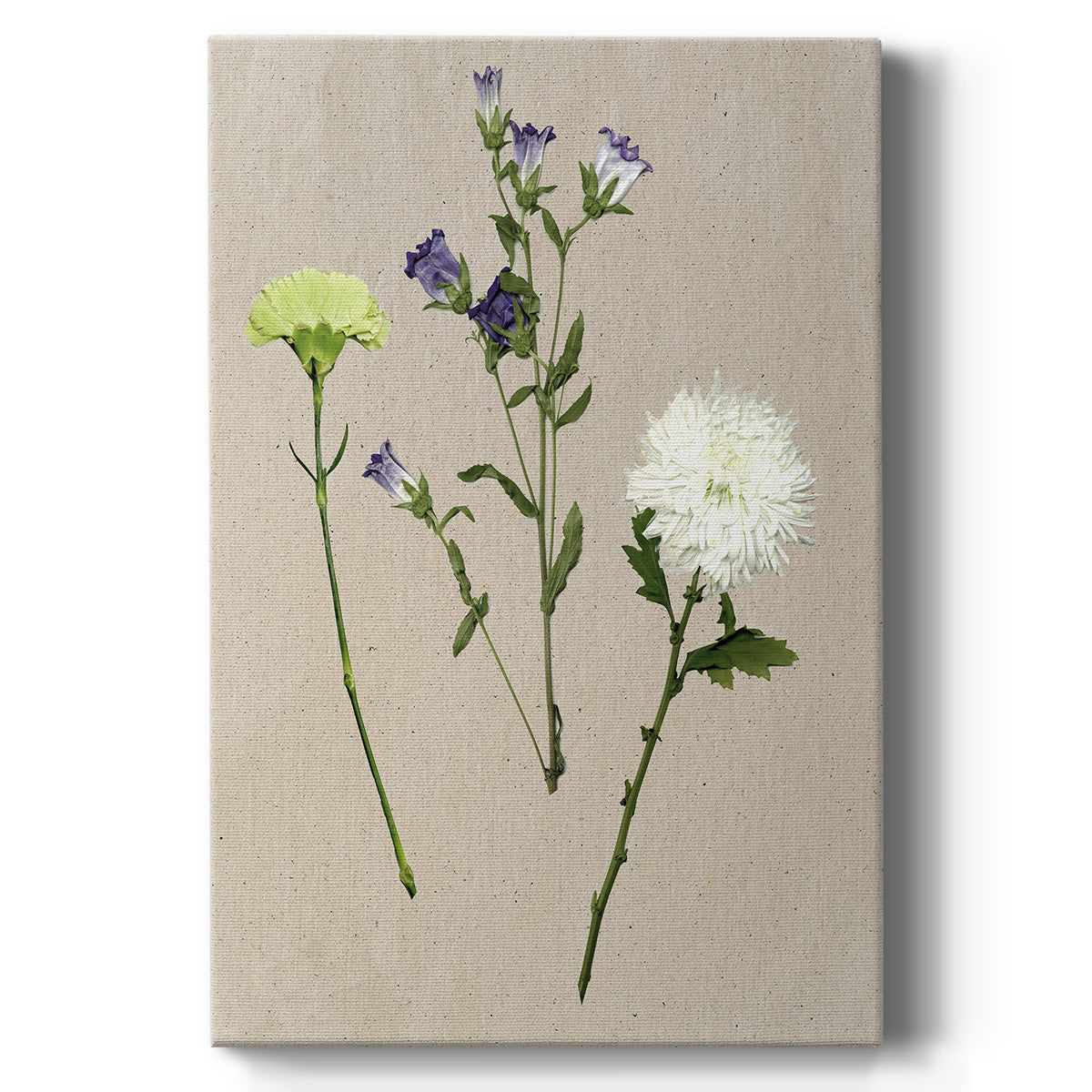 Pretty Pressed Flowers I - Canvas Art Print
