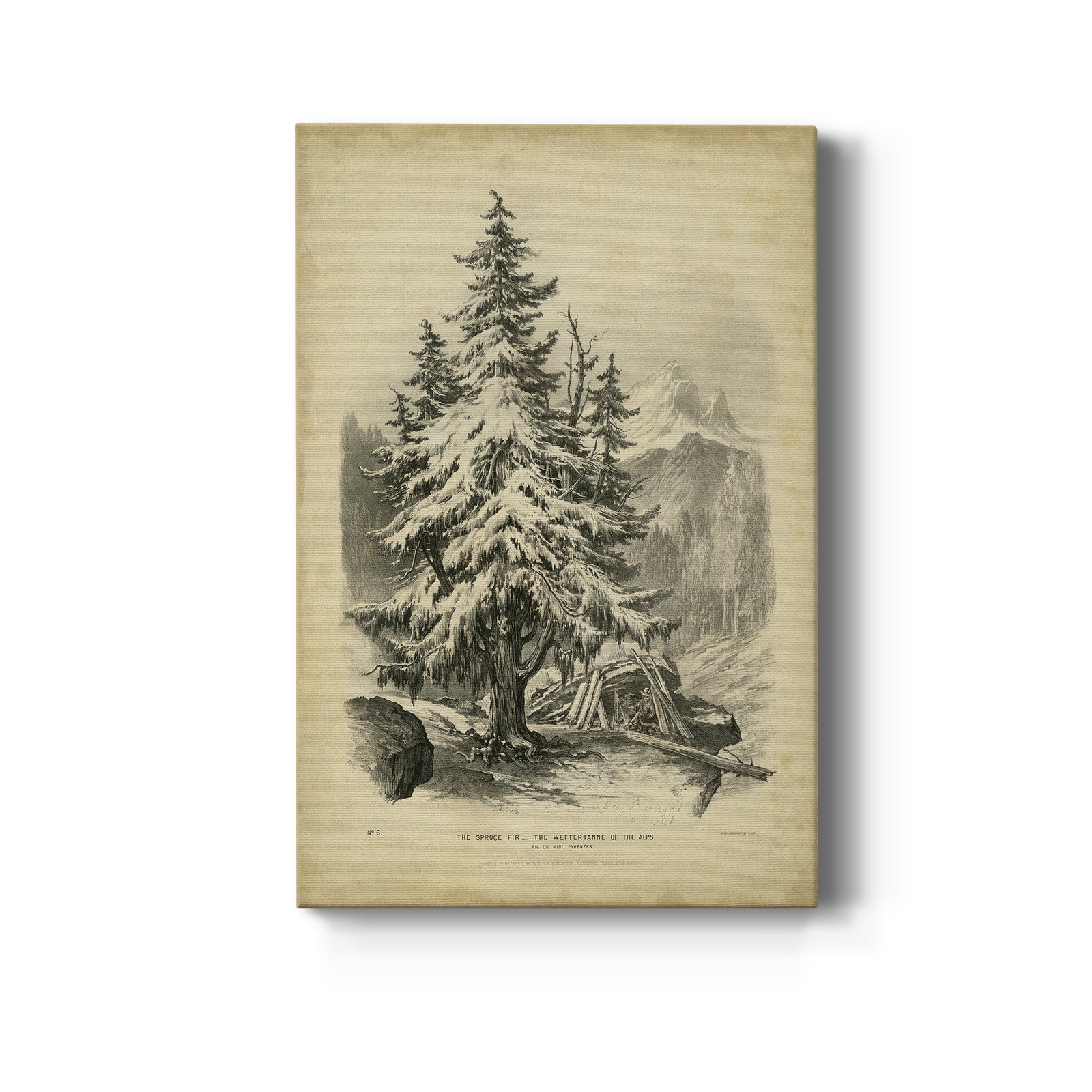 The Spruce - Canvas Art Print
