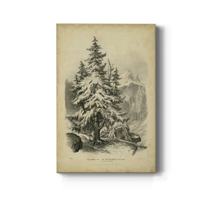 The Spruce - Canvas Art Print