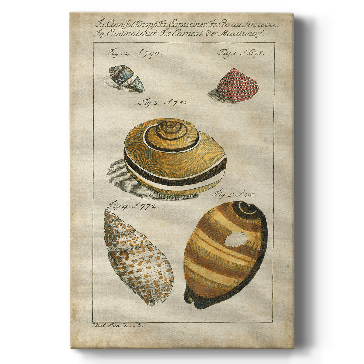 Vintage Shell Study IV - Canvas Art Print