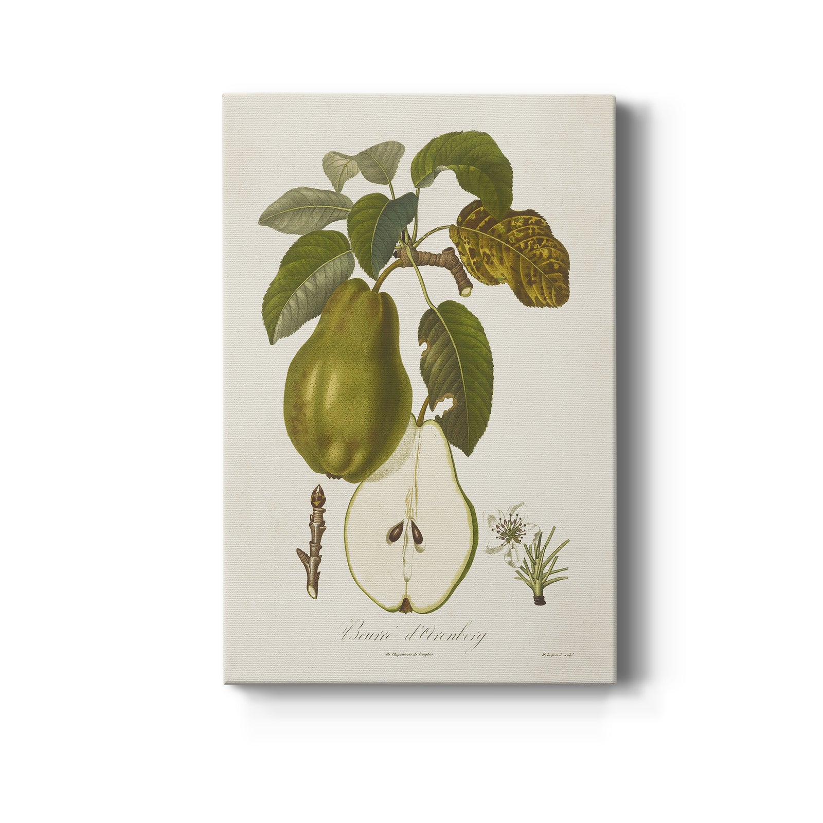 Vintage Pears IV - Canvas Art Print
