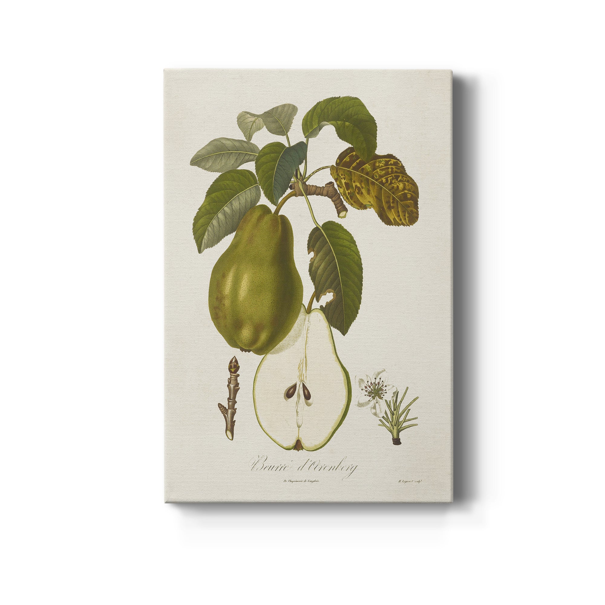 Vintage Pears IV Premium Gallery Wrapped Canvas - Ready to Hang