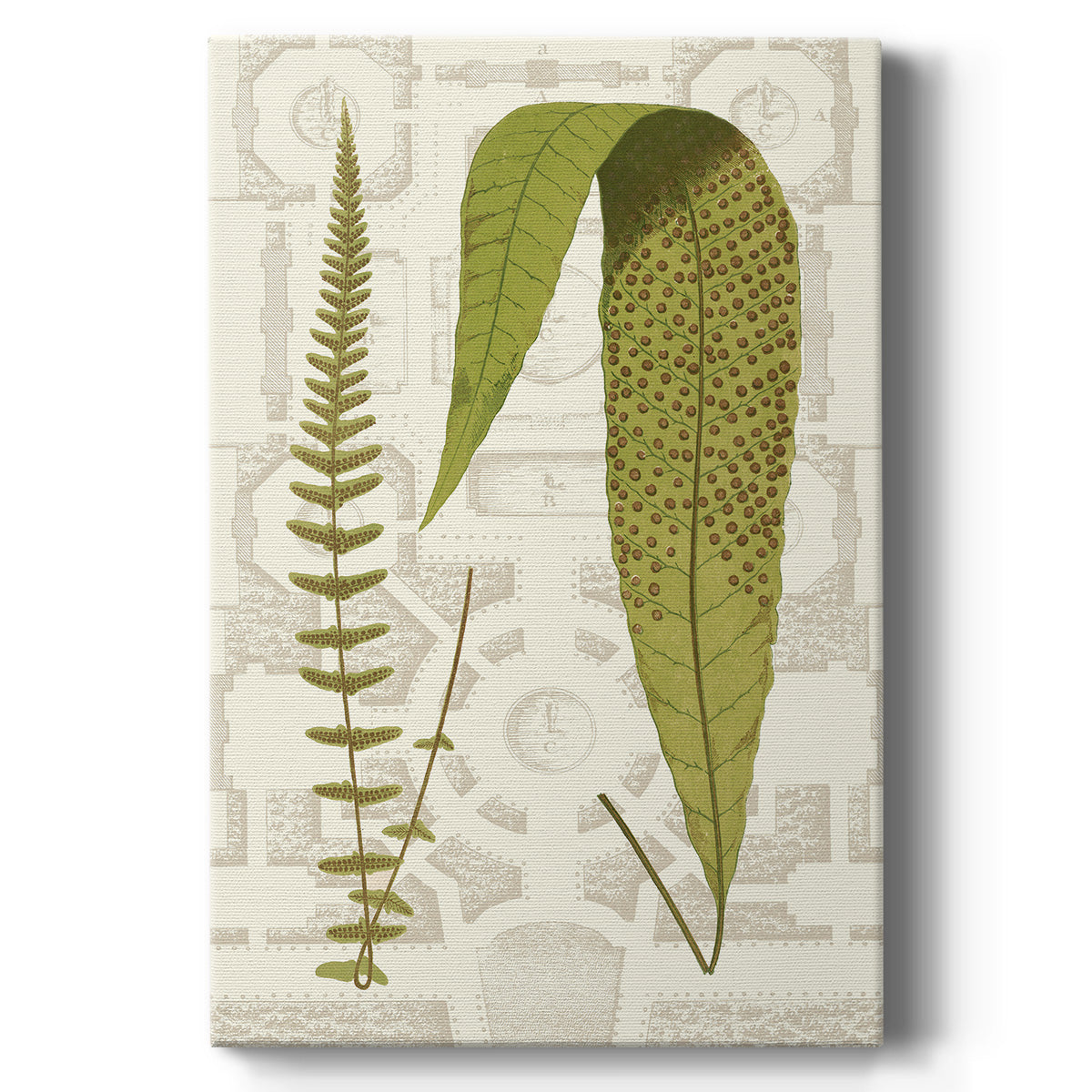 Garden Ferns III - Canvas Art Print