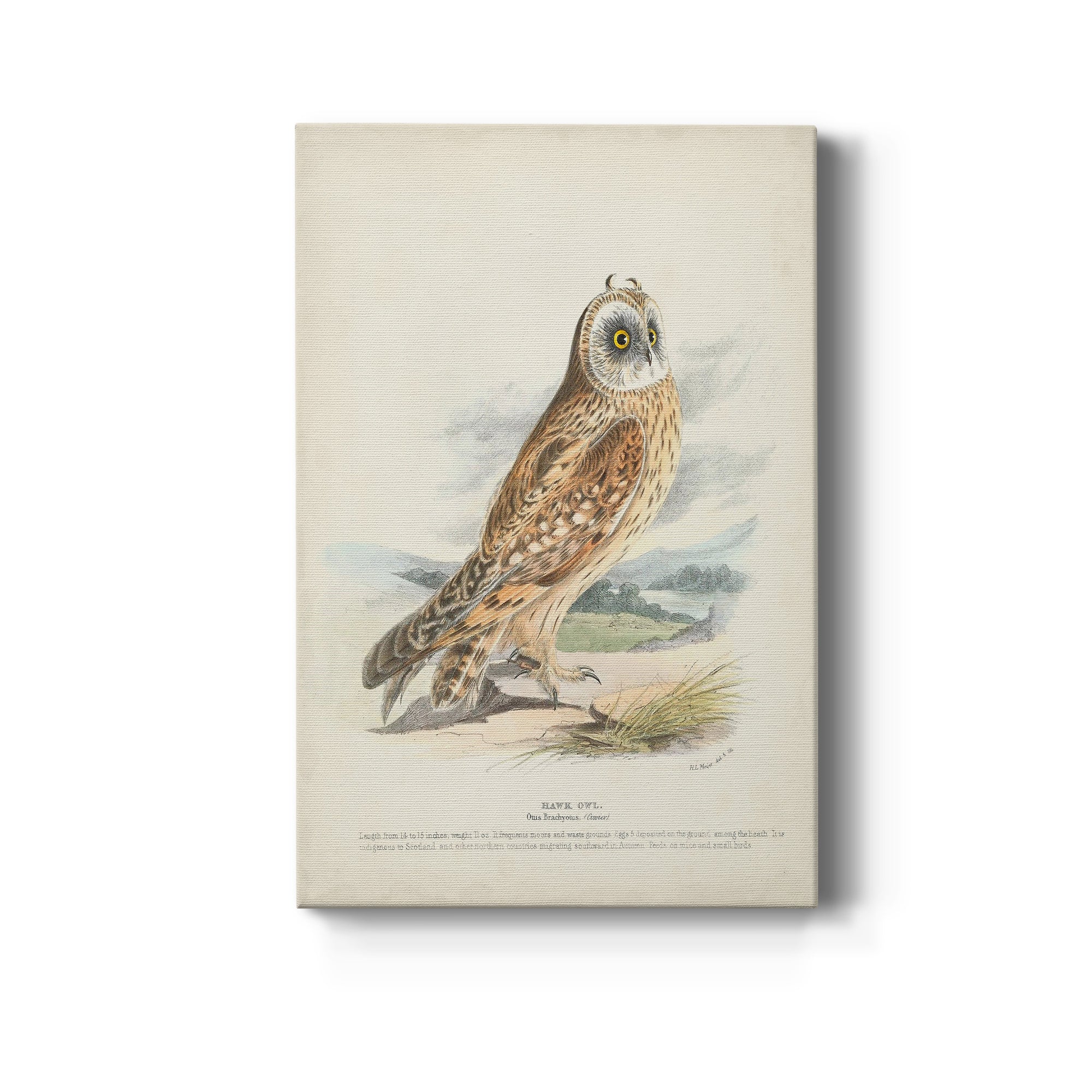 Hawk Owl Premium Gallery Wrapped Canvas - Ready to Hang