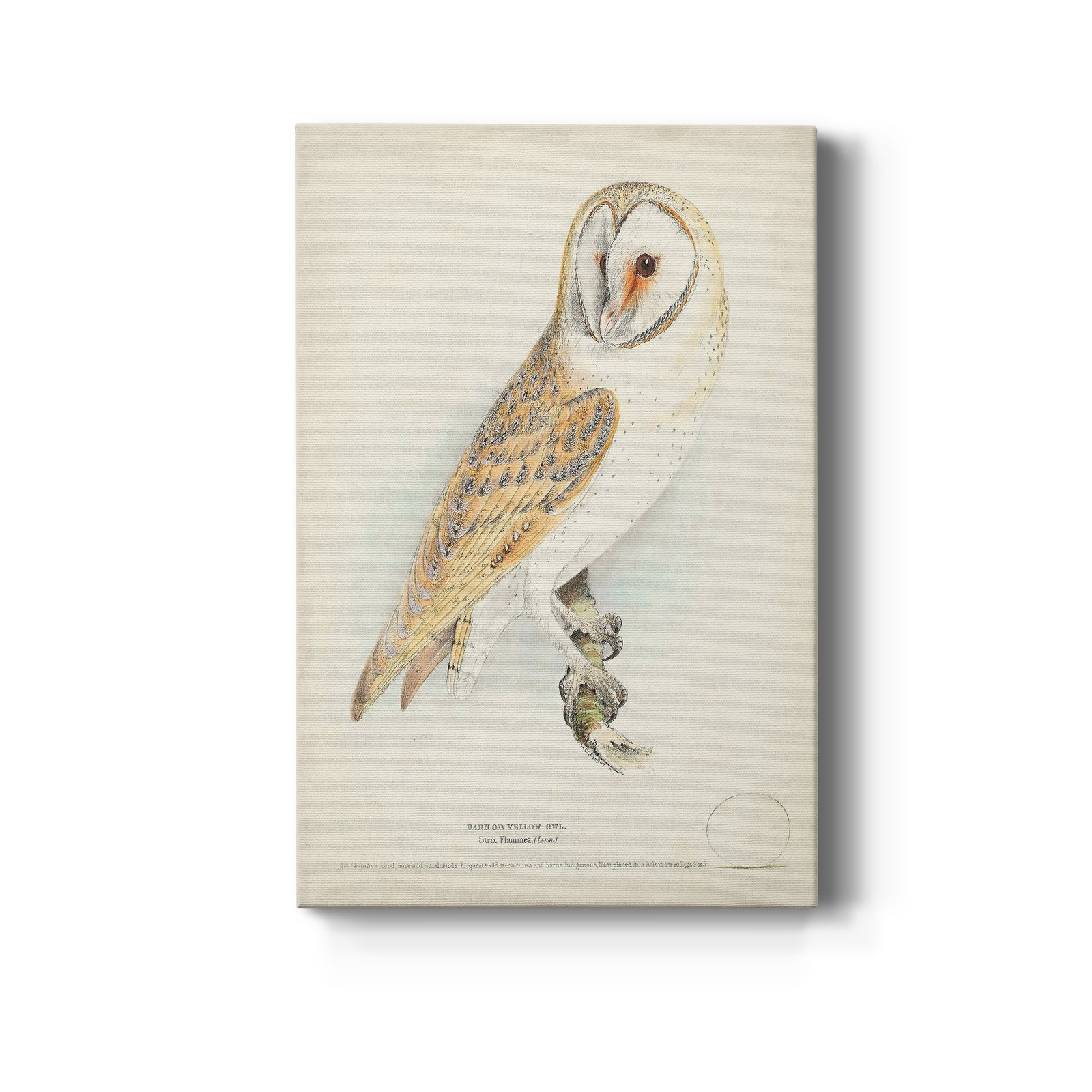 Barn Owl - Canvas Art Print