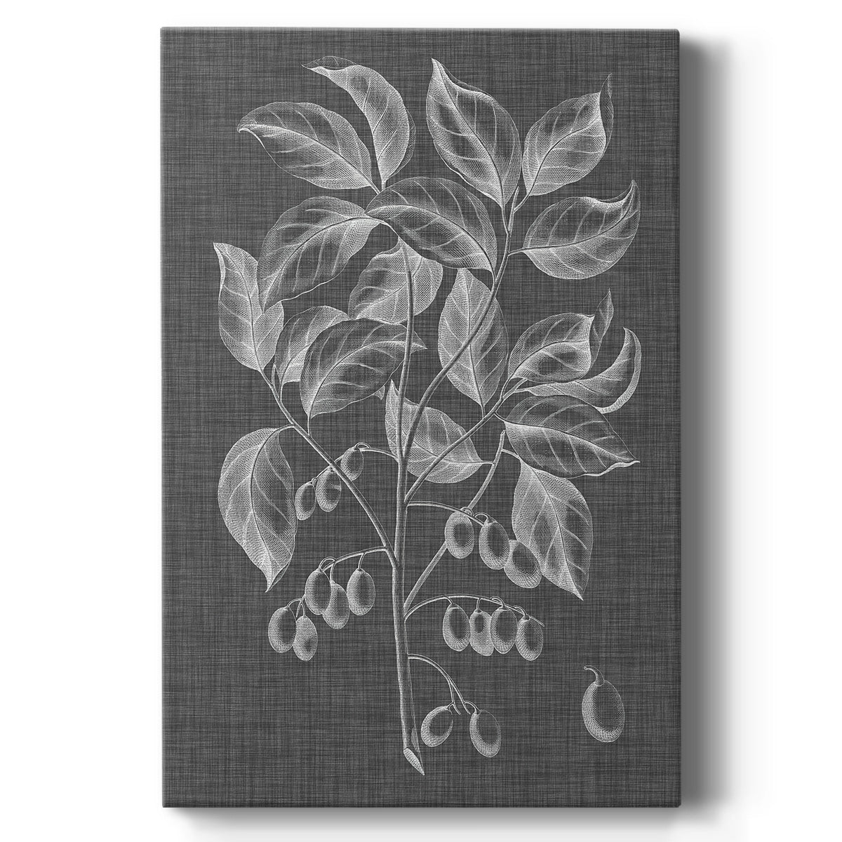 Graphic Foliage V - Canvas Art Print