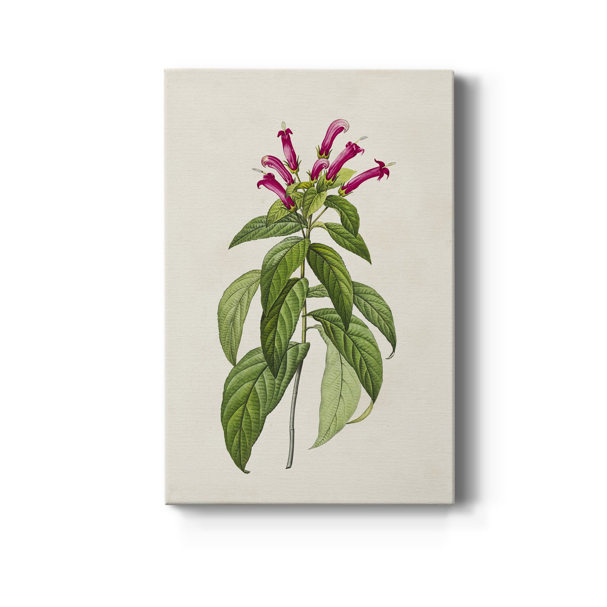 Pretty Pink Botanicals VIII Premium Gallery Wrapped Canvas - Ready to Hang