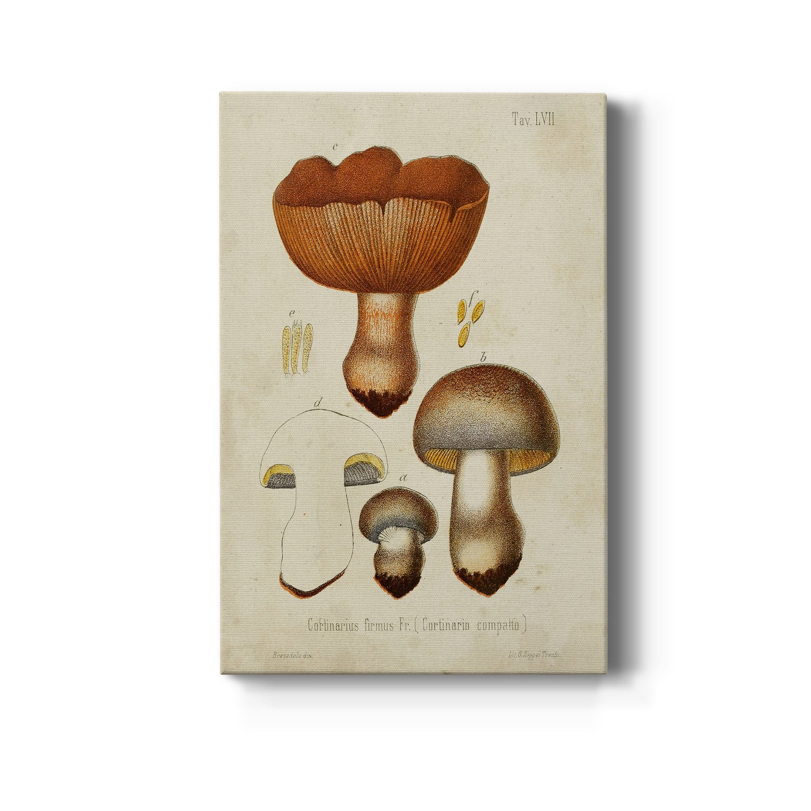 Mushroom Varieties I - Canvas Art Print