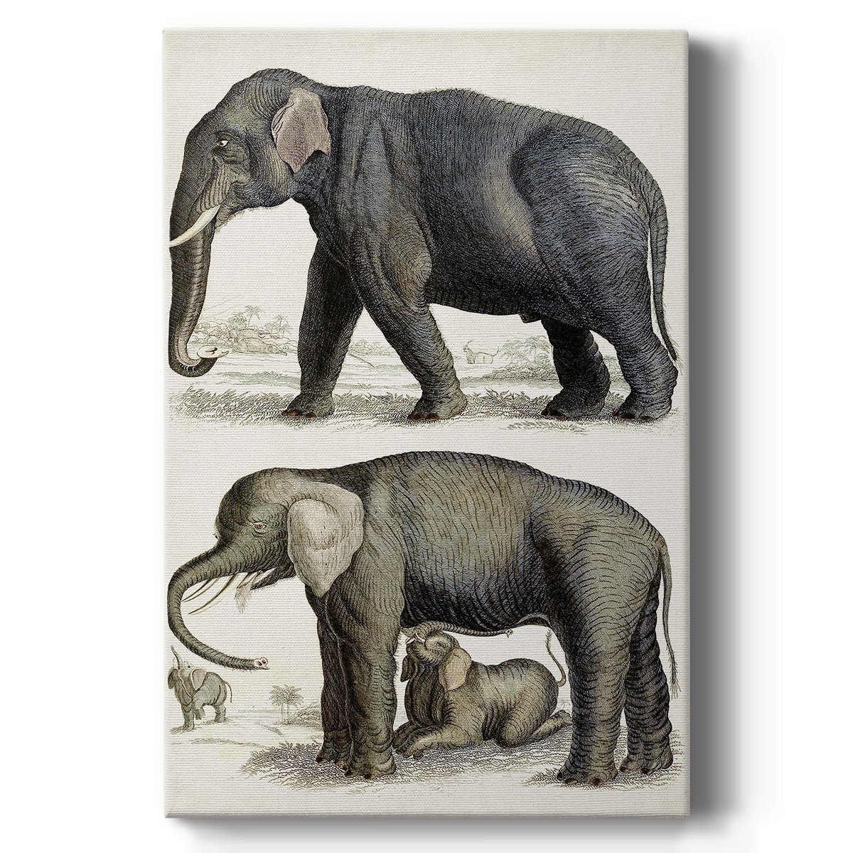 Journal of Natural History IV - Canvas Art Print