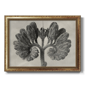 Blossfeldt Botanical VIII Premium Framed Canvas- Ready to Hang