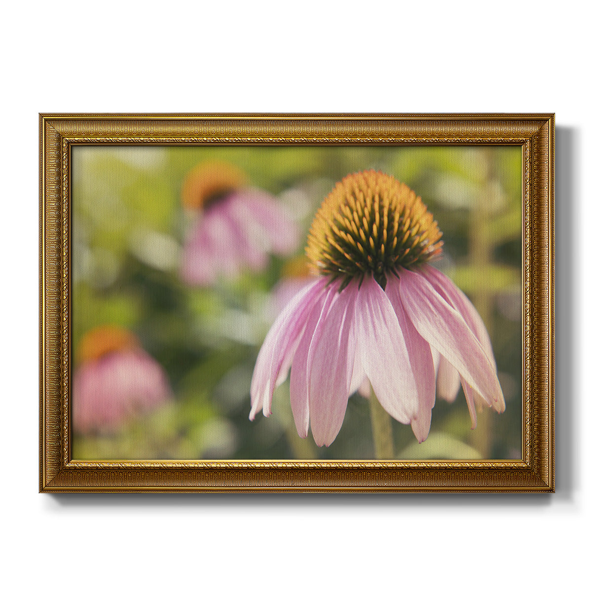 Echinacea Study I - Ornate Framed Canvas Print