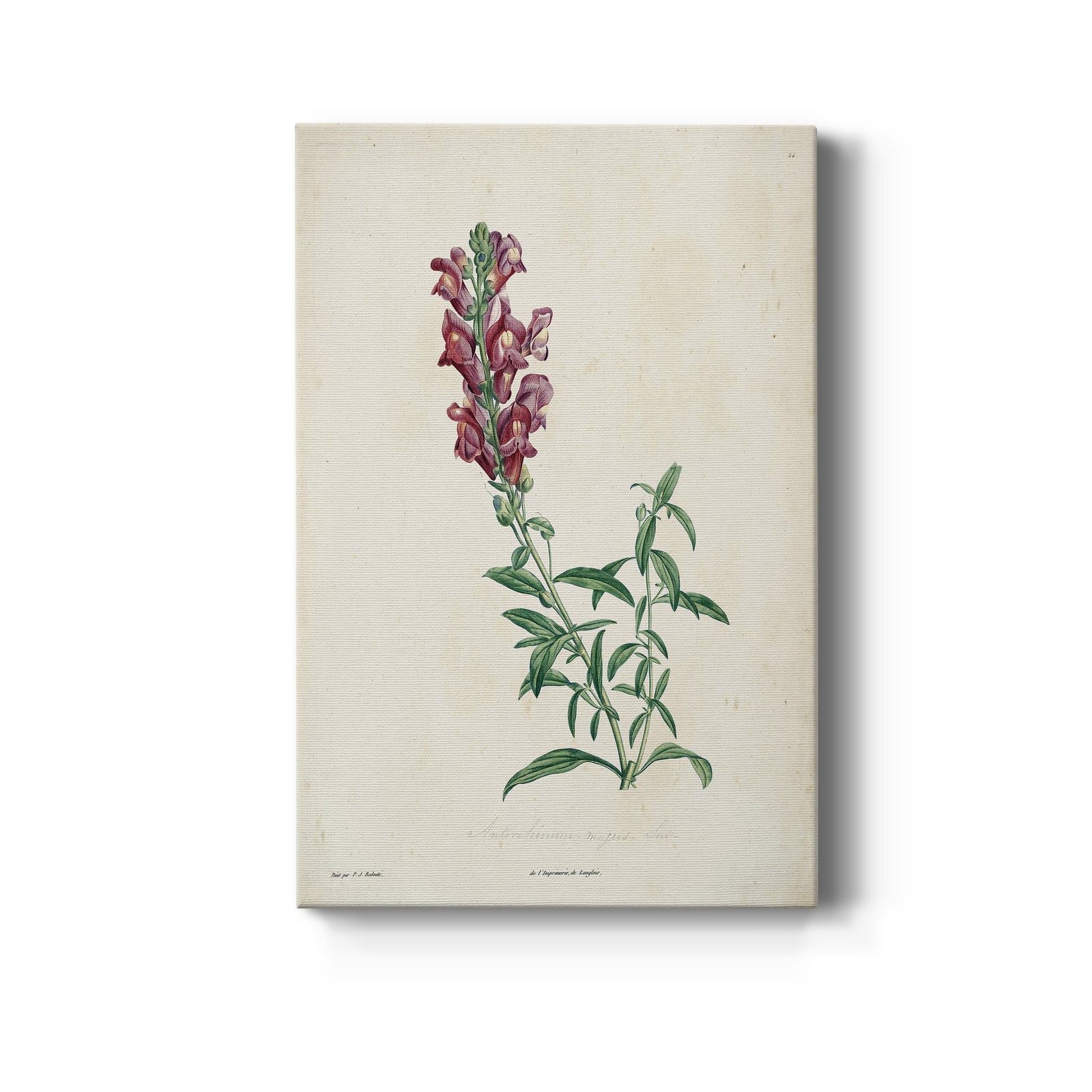 Traditional Botanical I - Canvas Art Print