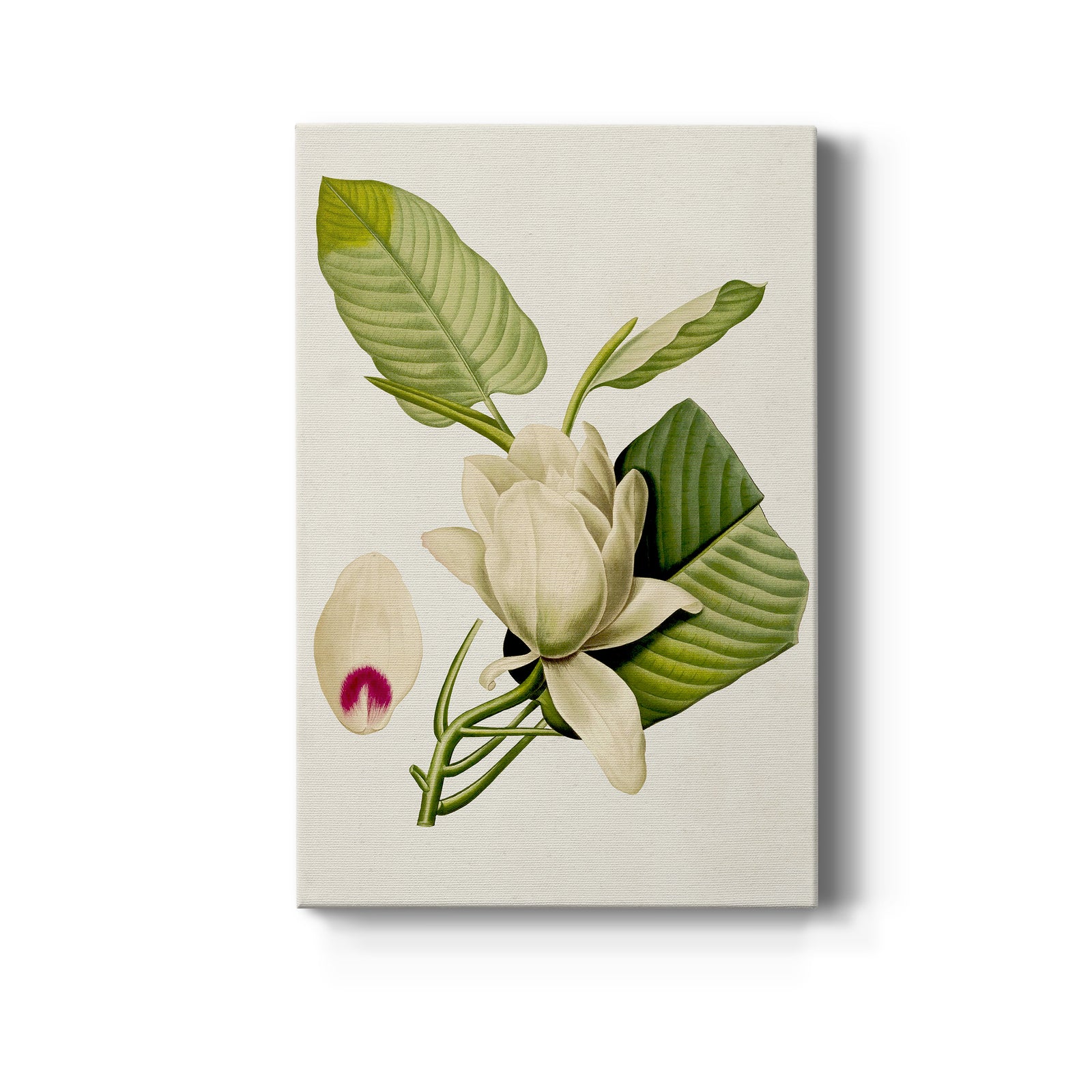 Magnolia Flowers II - Canvas Art Print