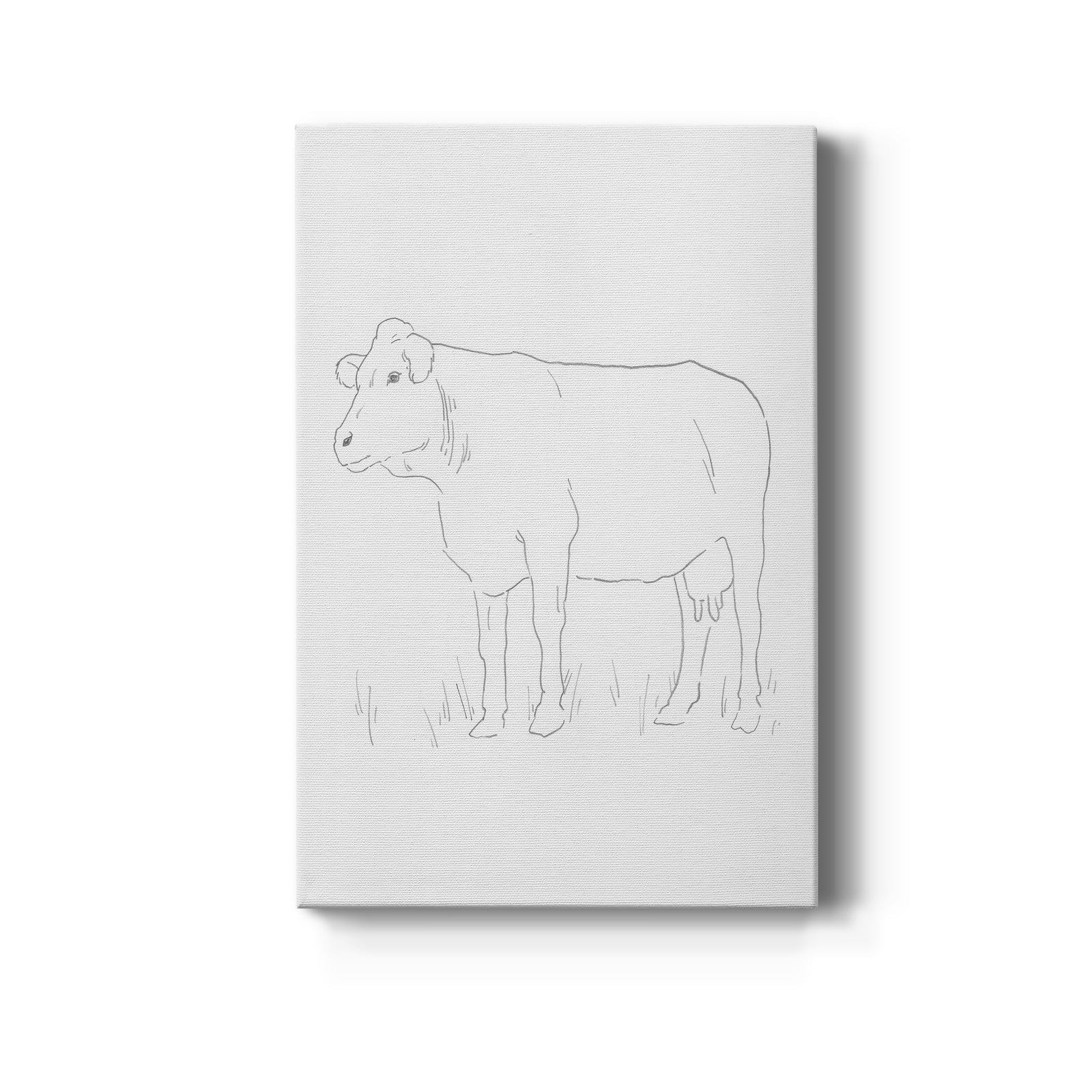 Limousin Cattle IV  - Canvas Art Print