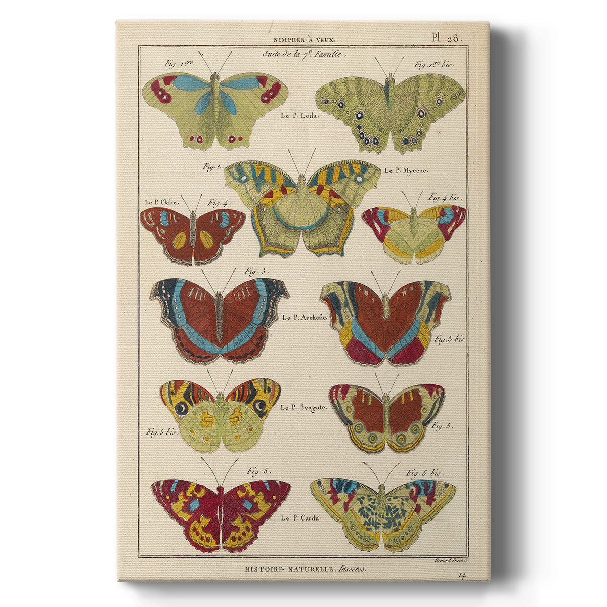 Histoire Naturelle Butterflies V - Canvas Art Print