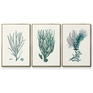 Antique Coastal Coral VI - Framed Premium Gallery Wrapped Canvas L Frame 3 Piece Set - Ready to Hang