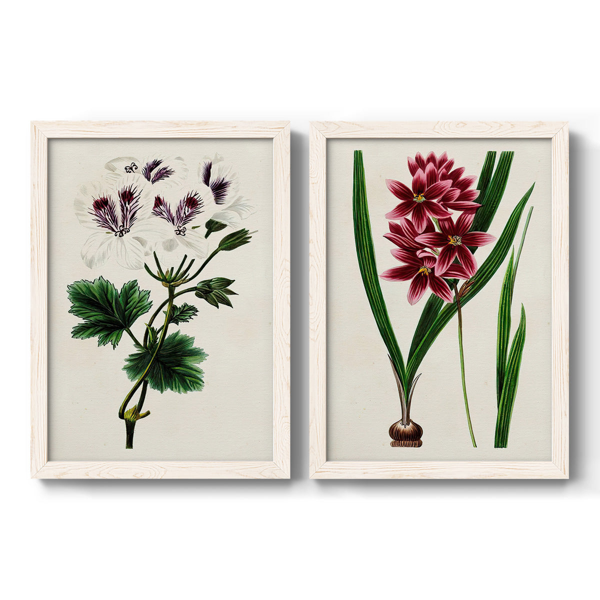 Antique Floral Folio IX - Premium Framed Canvas 2 Piece Set - Ready to Hang