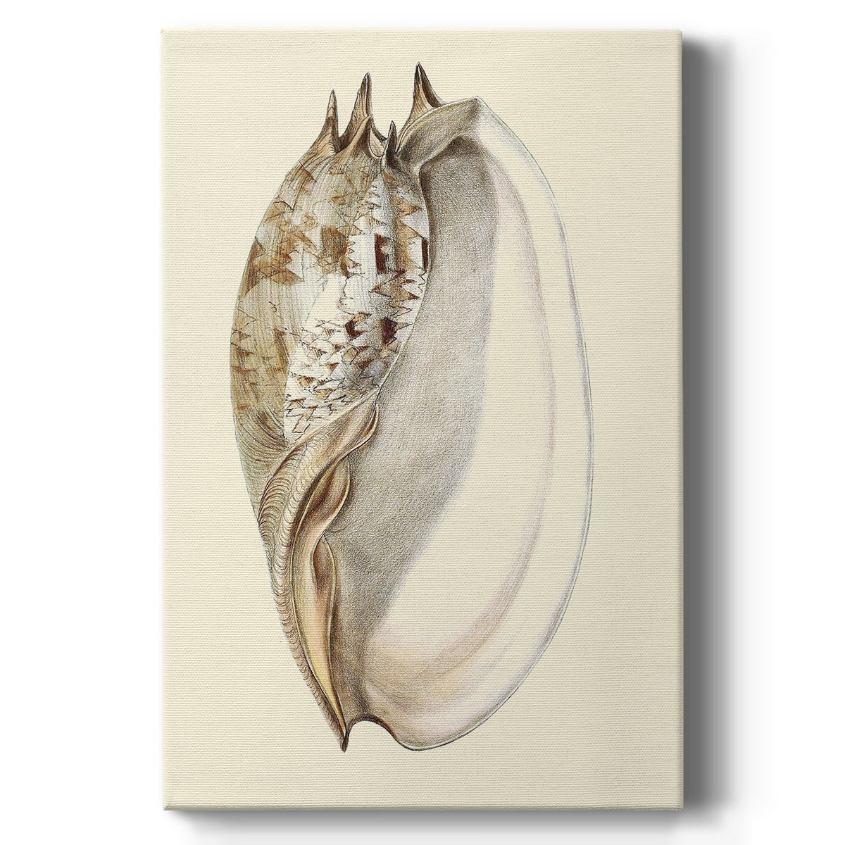 Splendid Shells IV - Canvas Art Print