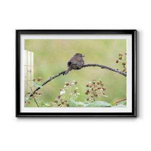 Resting Sparrow - Modern Framed Art Print