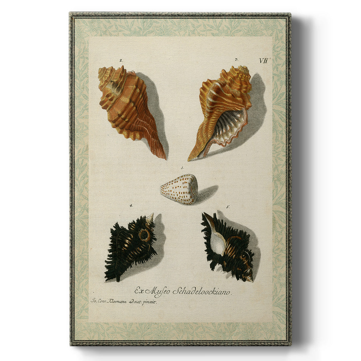 Bookplate Shells I - Canvas Art Print