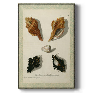 Bookplate Shells I Premium Gallery Wrapped Canvas - Ready to Hang