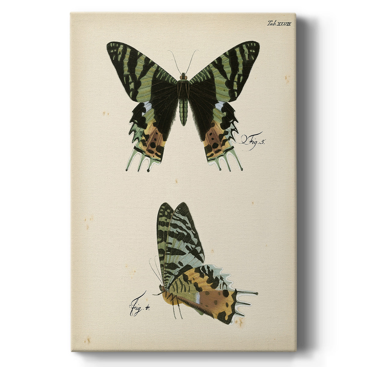 Butterfly Profile IV - Canvas Art Print