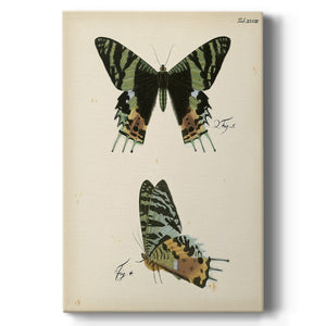 Butterfly Profile IV - Canvas Art Print